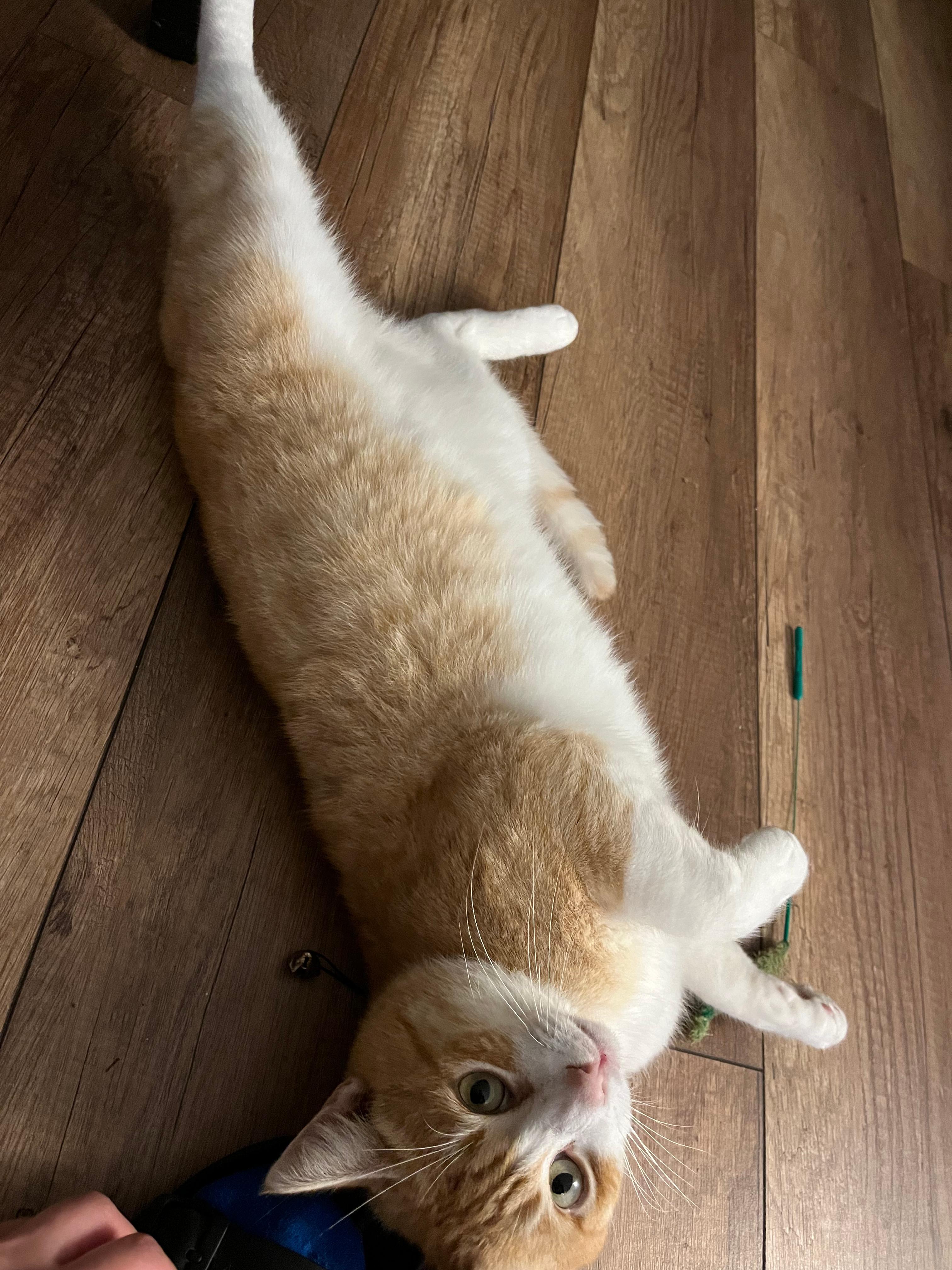 Jeremy, an adoptable mixed breed in Hermosa Beach, CA image 3/4