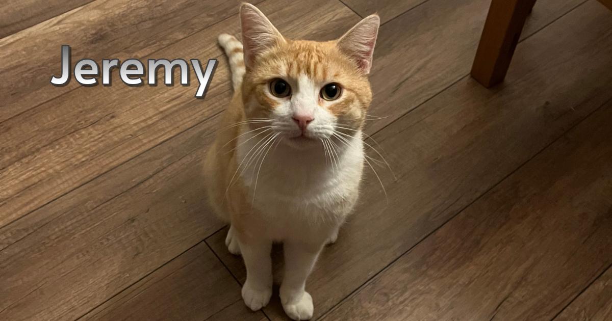 Jeremy, an adoptable mixed breed in Hermosa Beach, CA image 1/4