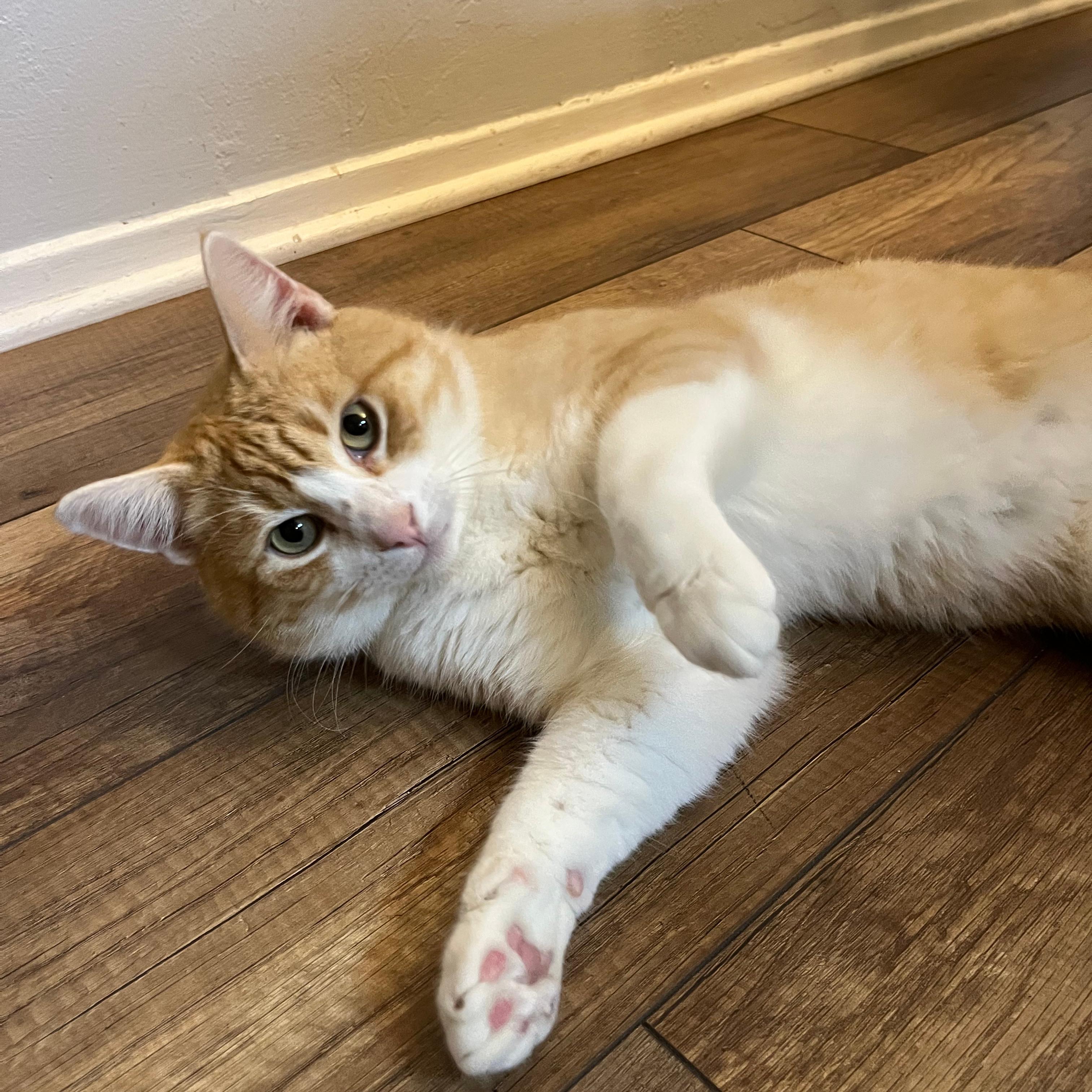 Jeremy, an adoptable mixed breed in Hermosa Beach, CA image 2/4