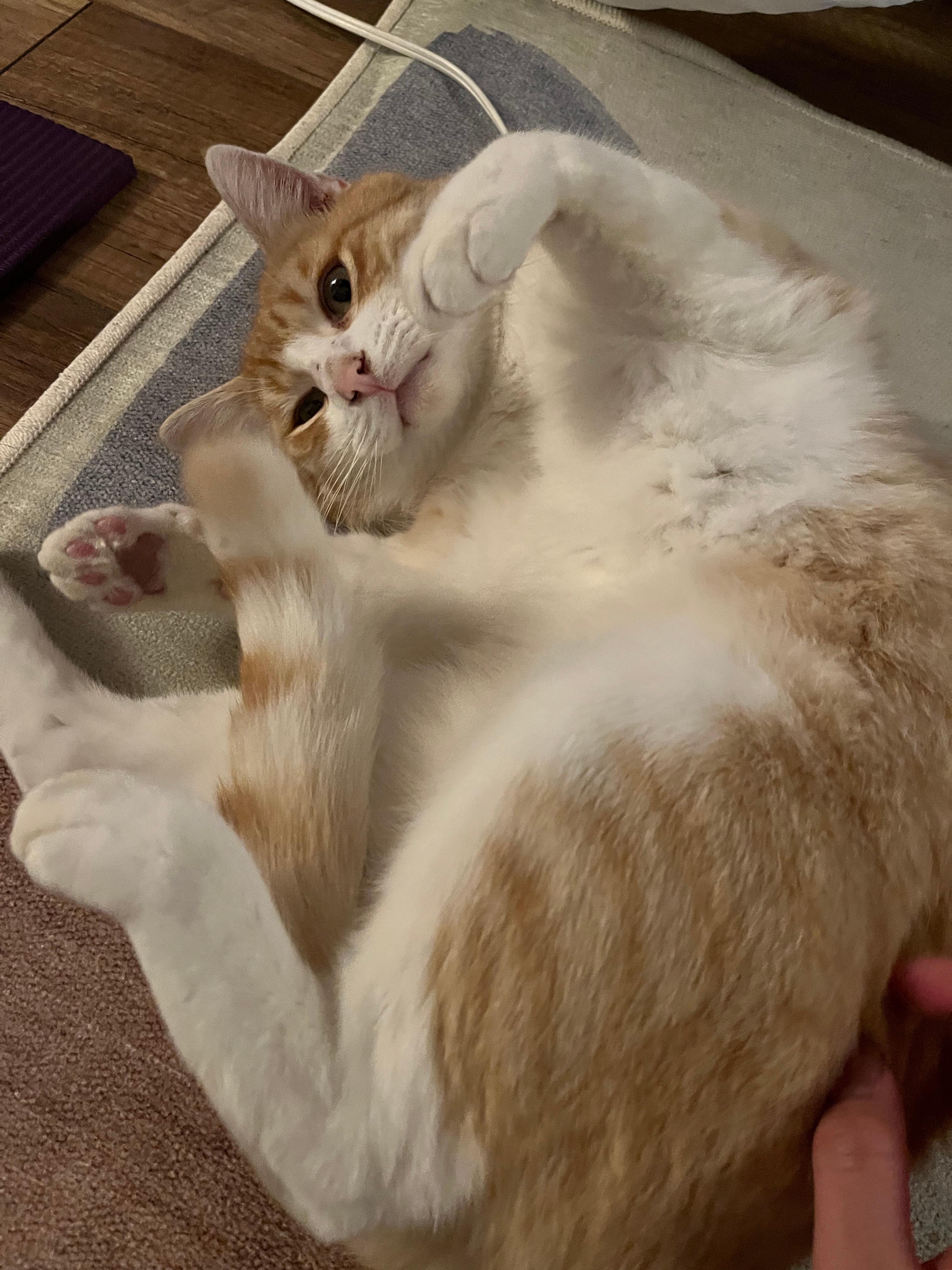 Jeremy, an adoptable mixed breed in Hermosa Beach, CA image 4/4