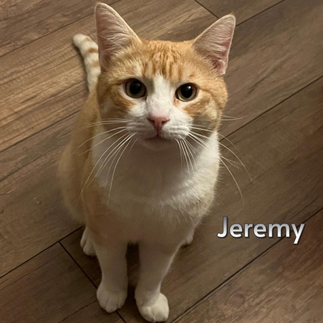 Enlarge Jeremy (Courtesy Posting), an adoptable mixed breed in Hermosa Beach, CA image 1/4