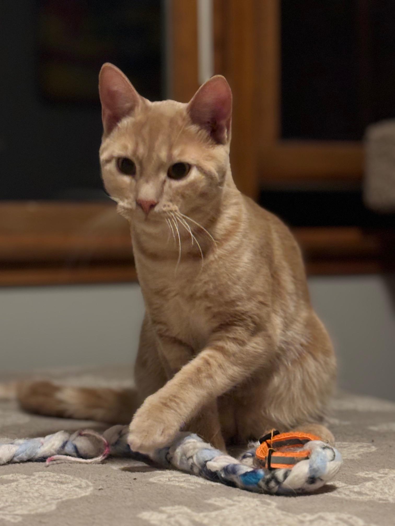 Ajani, a Adoptable Domestic Short Hair in Barrington Hills, IL image 3/4