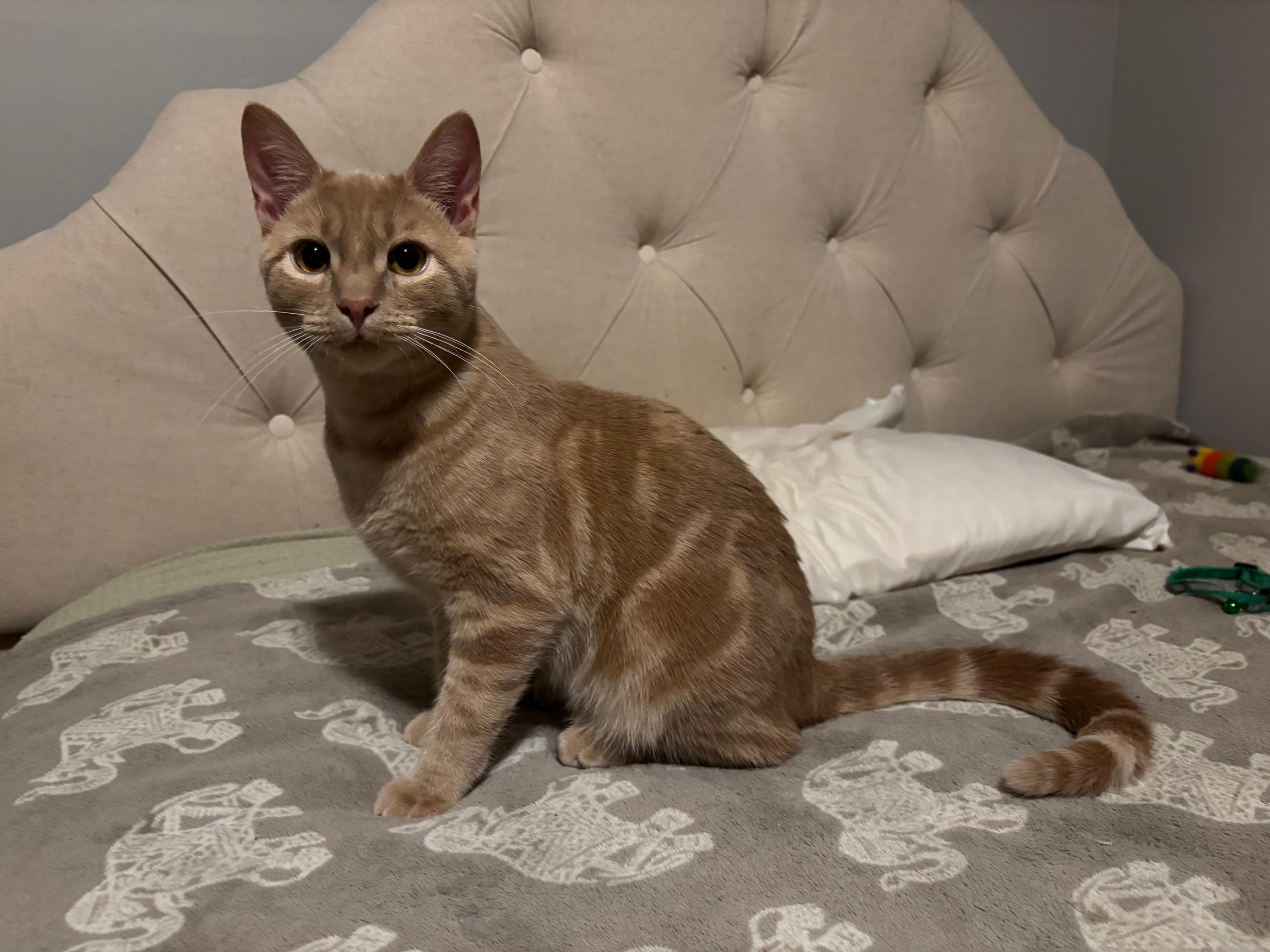 Ajani, a Adoptable Domestic Short Hair in Barrington Hills, IL image 4/4