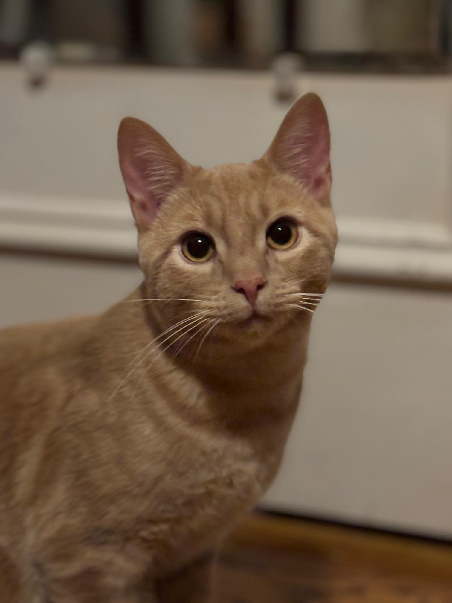 Ajani, a Adoptable Domestic Short Hair in Barrington Hills, IL image 1/4