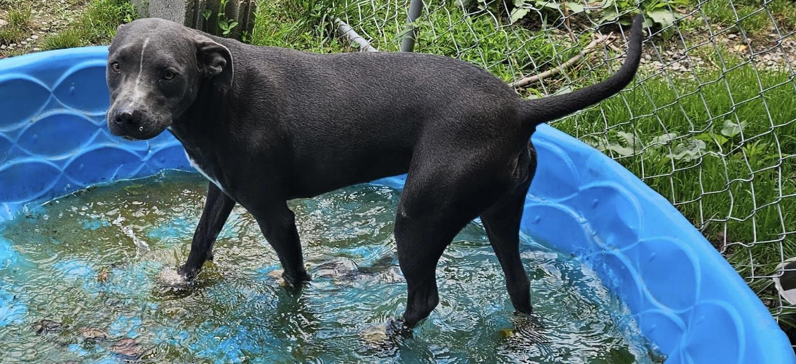 Enlarge Charlotte ~ A great hiking partner!, a Adoptable mixed breed in Woburn, MA image 2/6