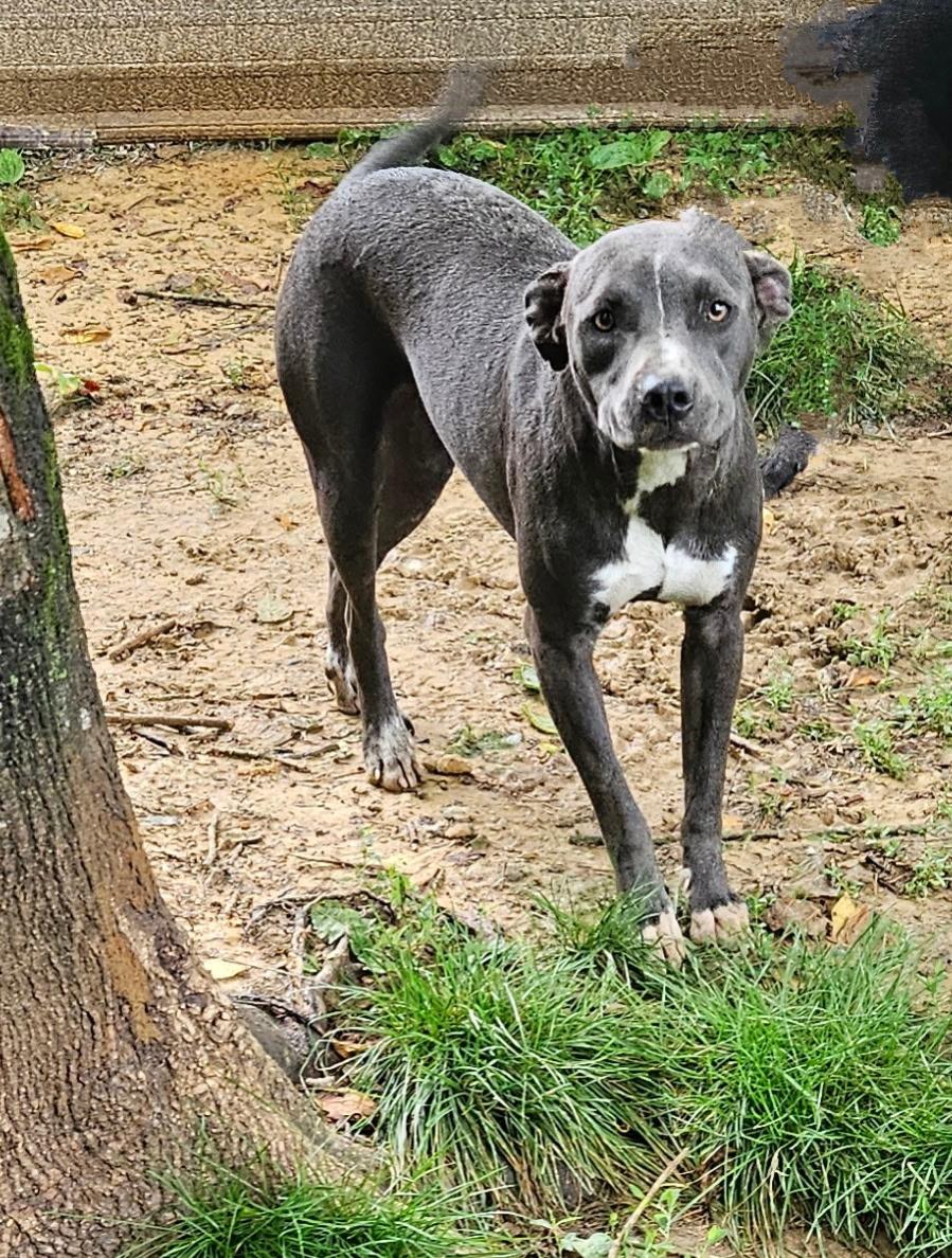 Enlarge Charlotte ~ A great hiking partner!, a Adoptable mixed breed in Woburn, MA image 5/6
