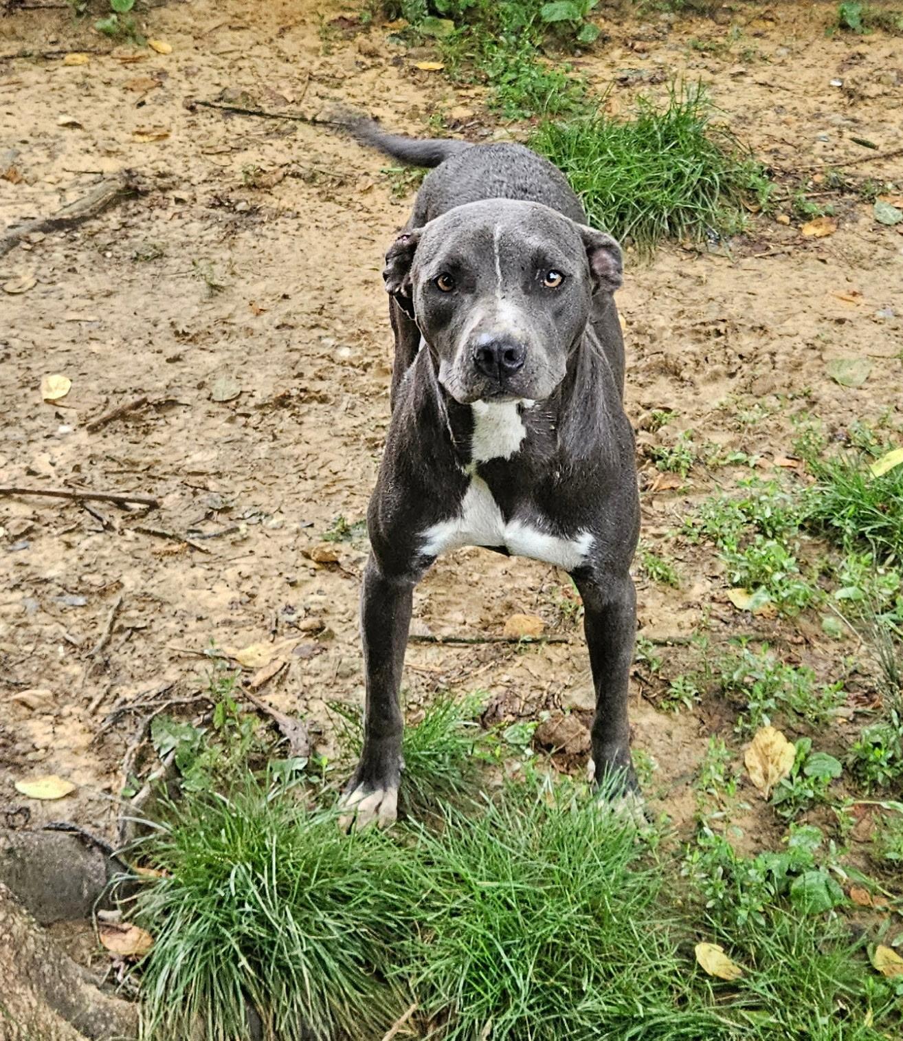 Enlarge Charlotte ~ A great hiking partner!, a Adoptable mixed breed in Woburn, MA image 6/6