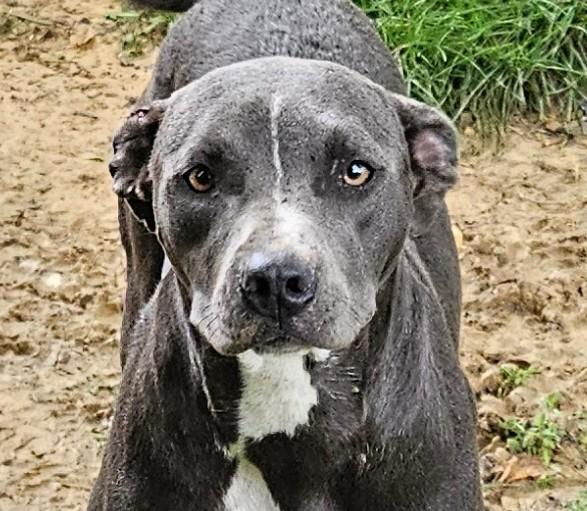 Charlotte ~ A great hiking partner!, Adoptable, Puppy Female Black Labrador Retriever.
