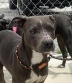 Enlarge Charlotte ~ A great hiking partner!, a Adoptable mixed breed in Woburn, MA image 3/6