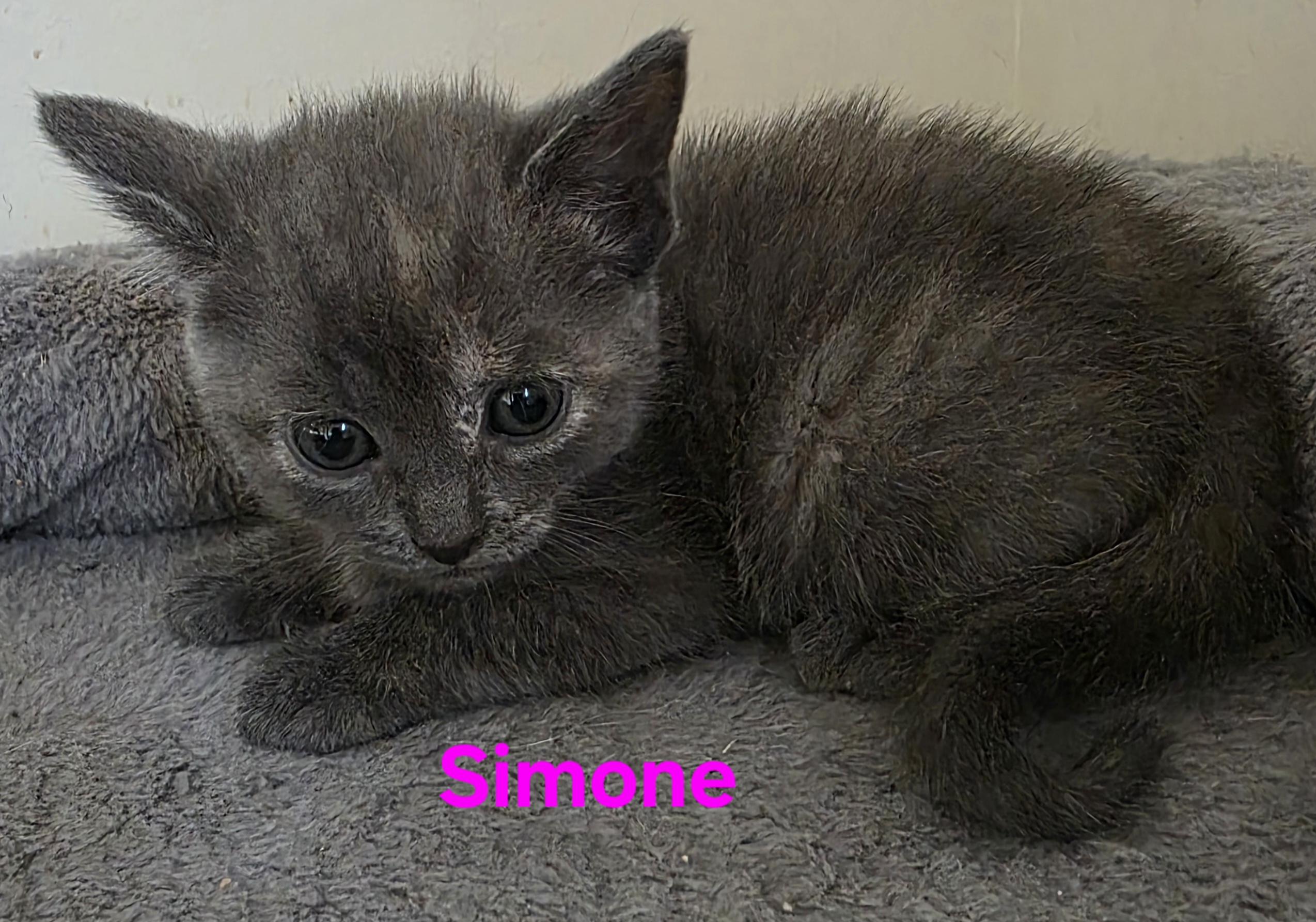 Simone, adopted, Kitten Female Domestic Short Hair.