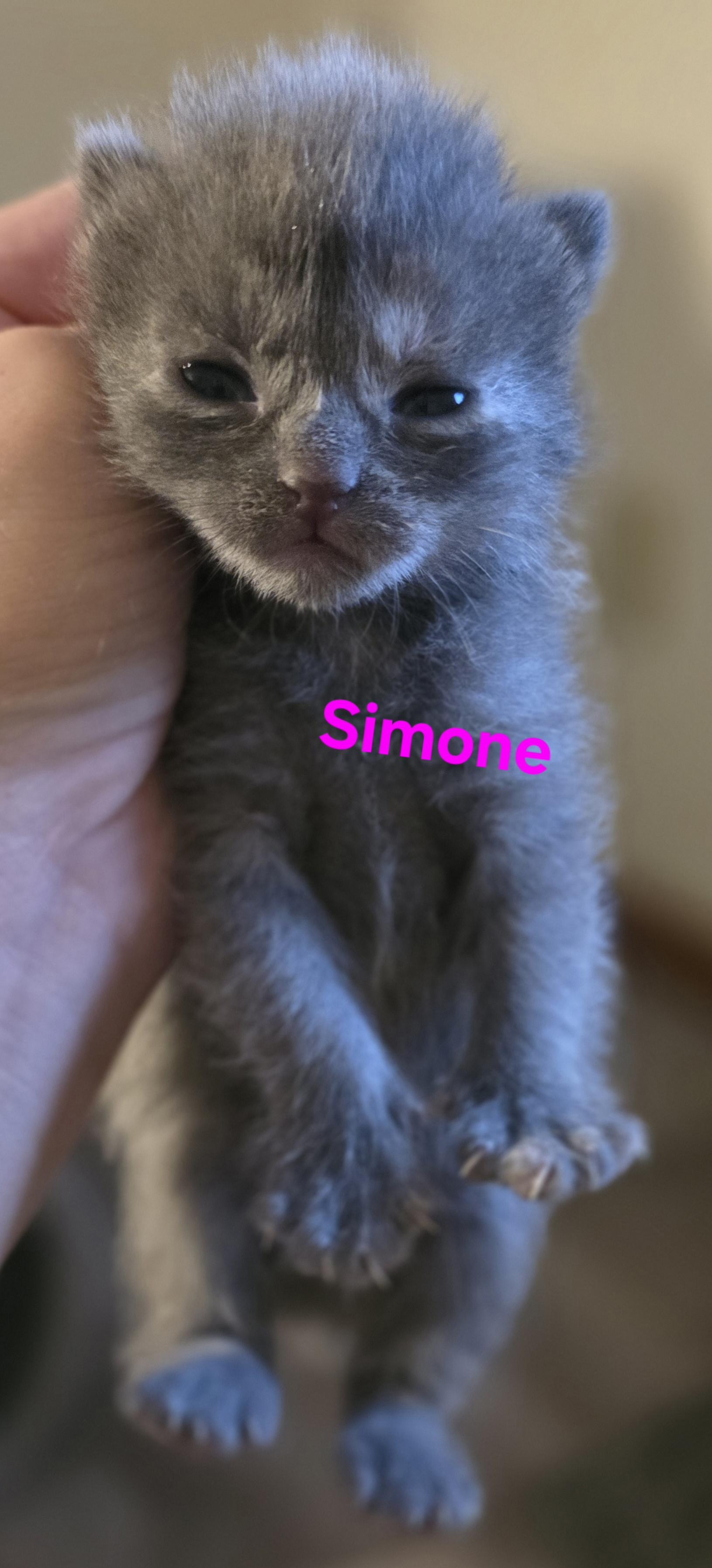 Simone, a Adoptable Domestic Short Hair in Jamesville, NY image 1/2