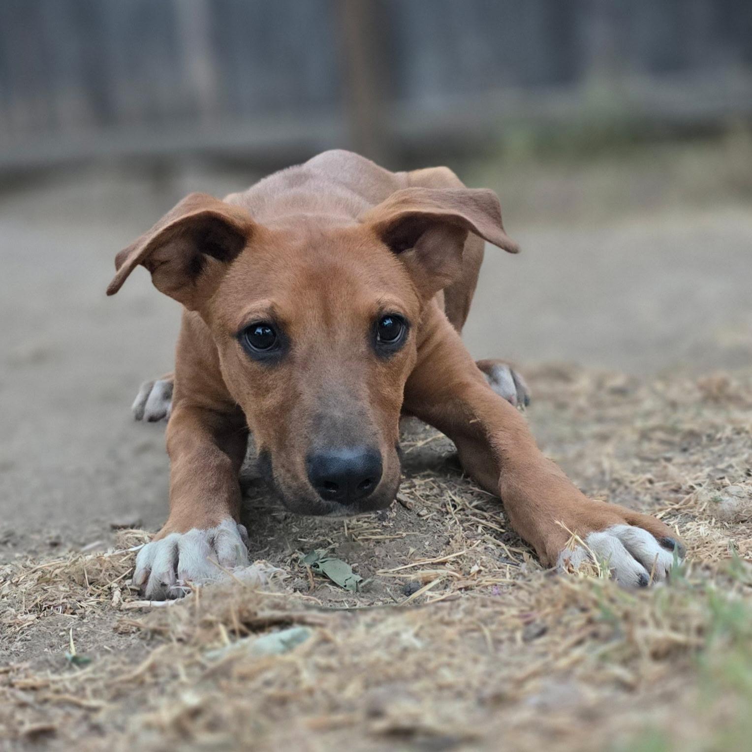 Enlarge Copper, a Adopted mixed breed in Hayward, CA image 6/6