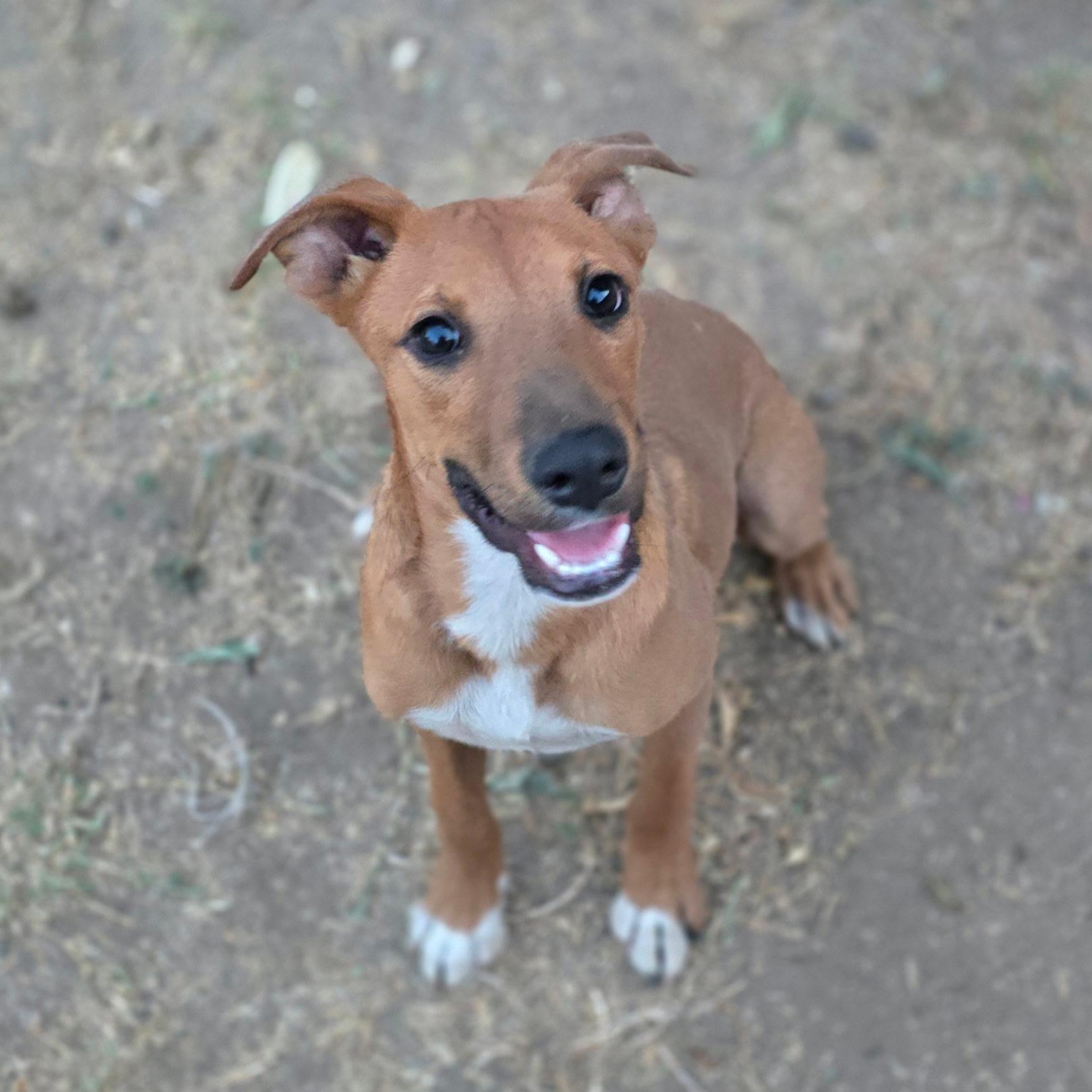 Copper, Adopted, Puppy Male Rhodesian Ridgeback.
