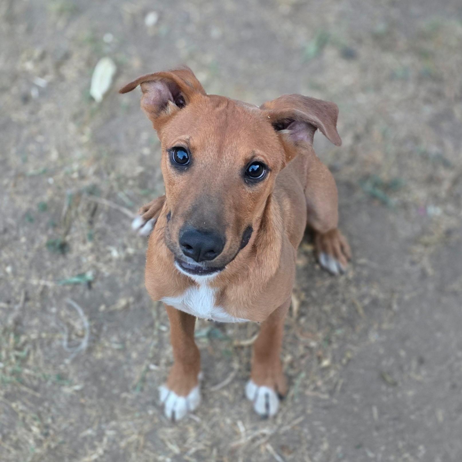 Enlarge Copper, a Adopted mixed breed in Hayward, CA image 3/6