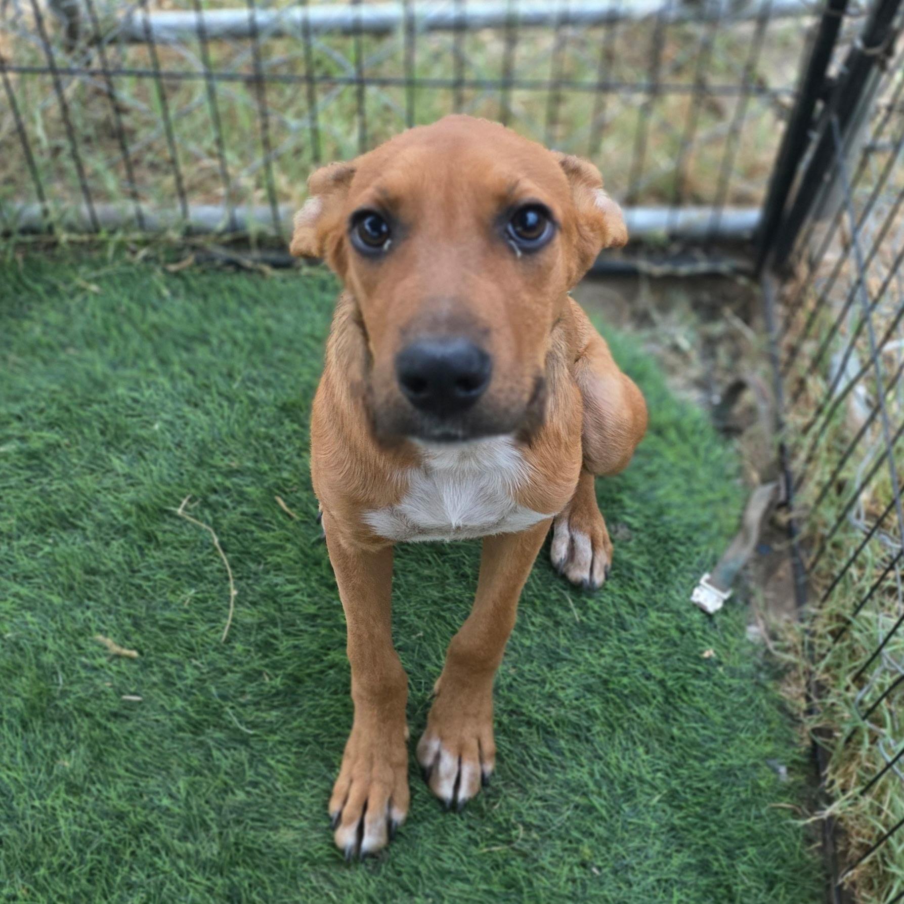 Enlarge Copper, a Adopted mixed breed in Hayward, CA image 5/6