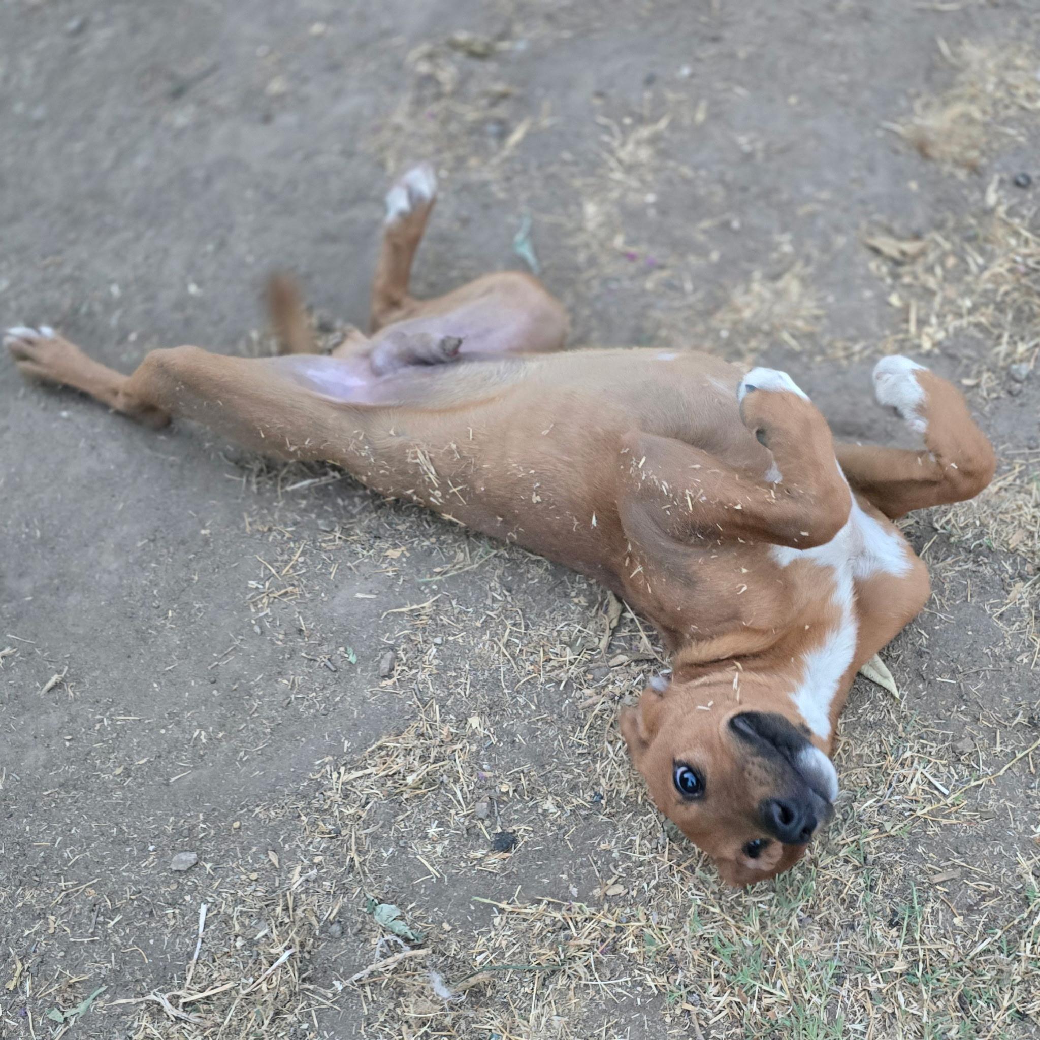Enlarge Copper, a Adopted mixed breed in Hayward, CA image 4/6