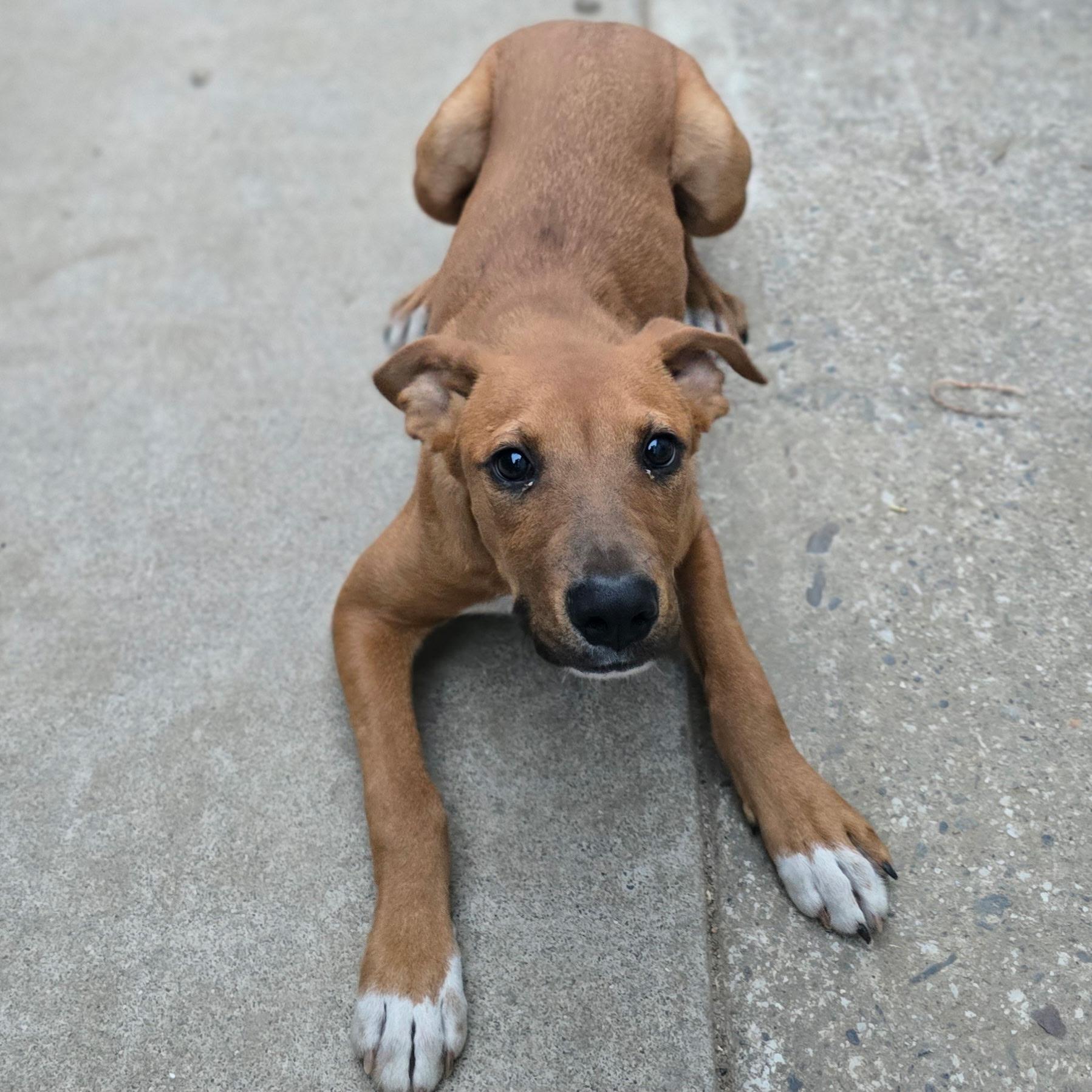 Enlarge Copper, a Adopted mixed breed in Hayward, CA image 2/6