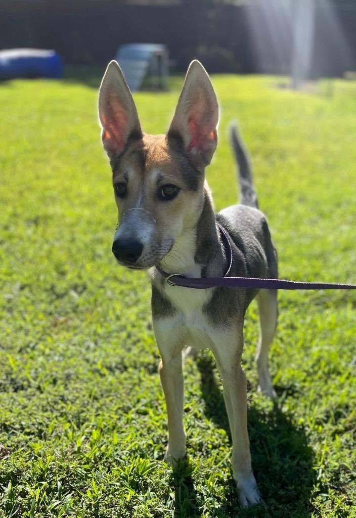 Enlarge Gromit, a Adoptable mixed breed in Henderson, NC image 1/1