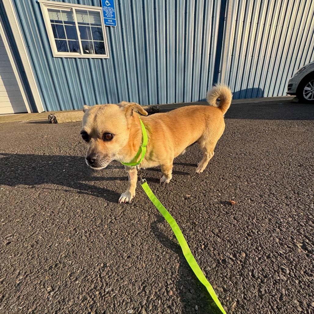 Enlarge Gambit C, a Adoptable mixed breed in Newberg, OR image 2/5