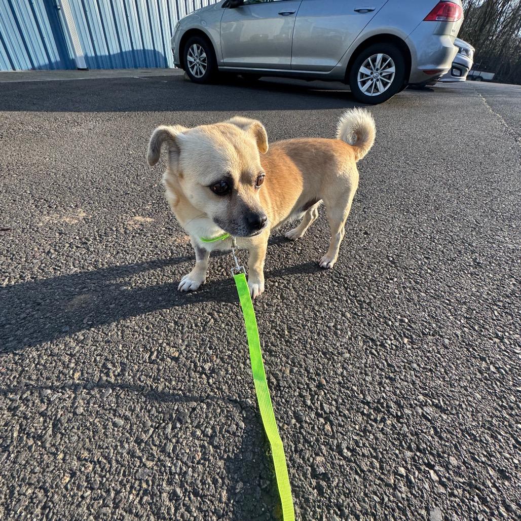 Enlarge Gambit C, a Adoptable mixed breed in Newberg, OR image 3/5