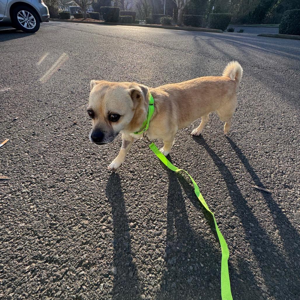 Enlarge Gambit C, a Adoptable mixed breed in Newberg, OR image 5/5