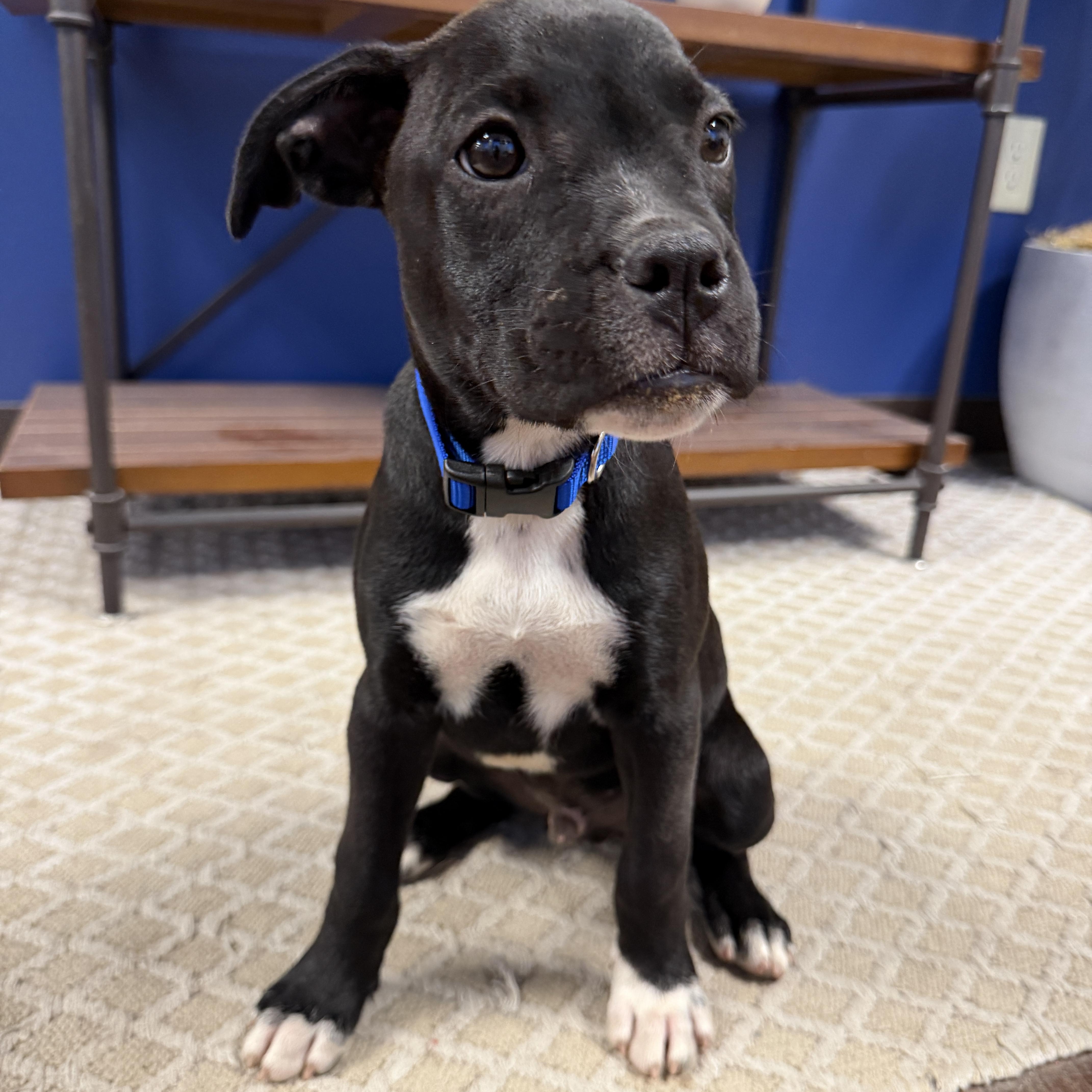 Enlarge SILAS, a Adoptable mixed breed in Smithfield , RI image 4/4