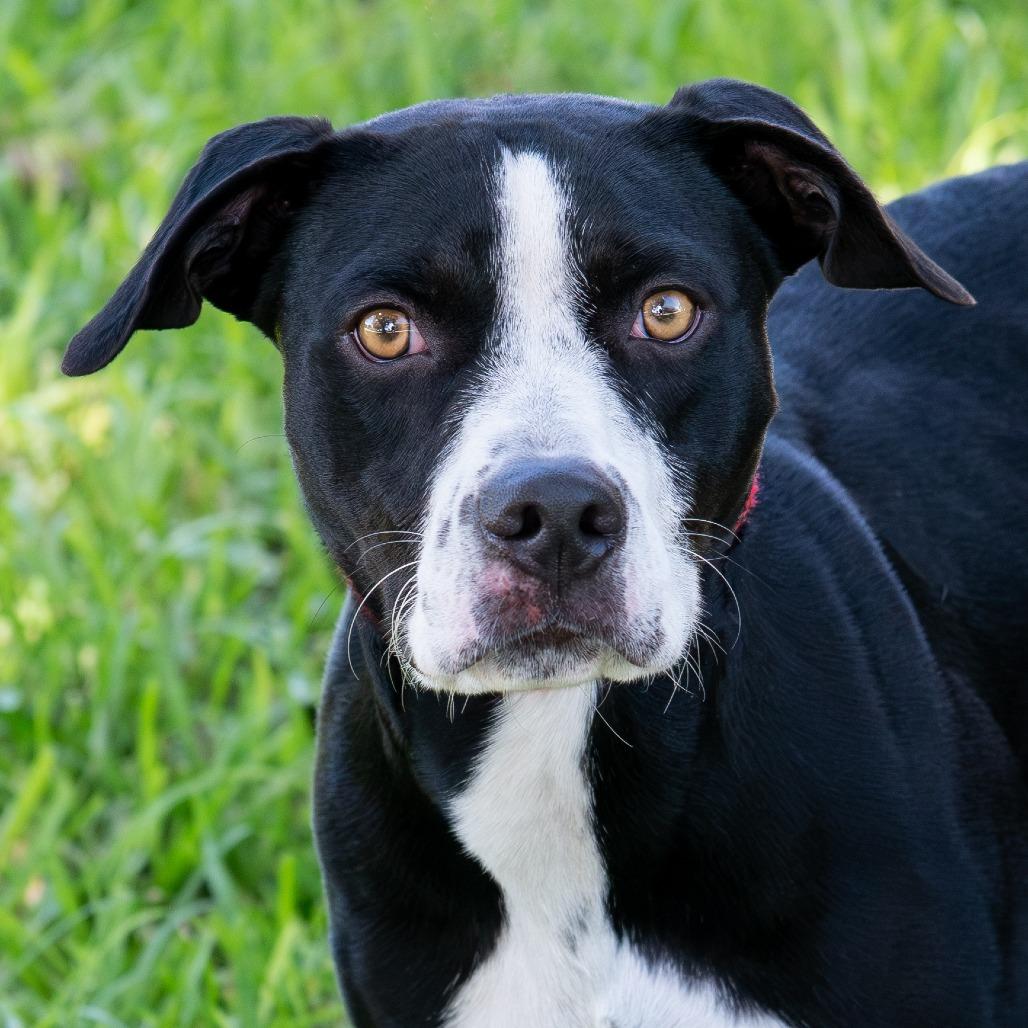 Benny, a Adoptable mixed breed in Miami, FL image 1/6