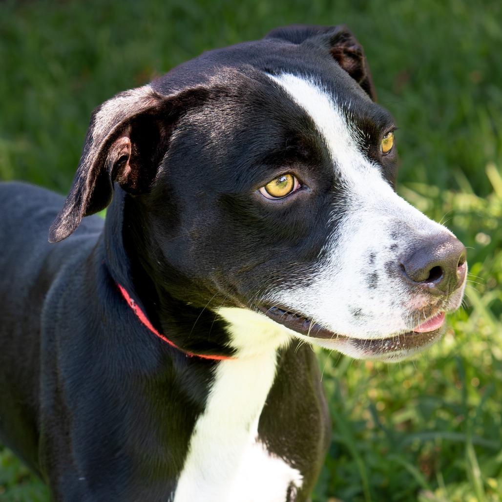Benny, a Adoptable mixed breed in Miami, FL image 4/6