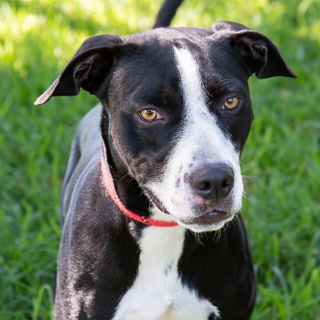 Benny, a Adoptable mixed breed in Miami, FL image 5/6