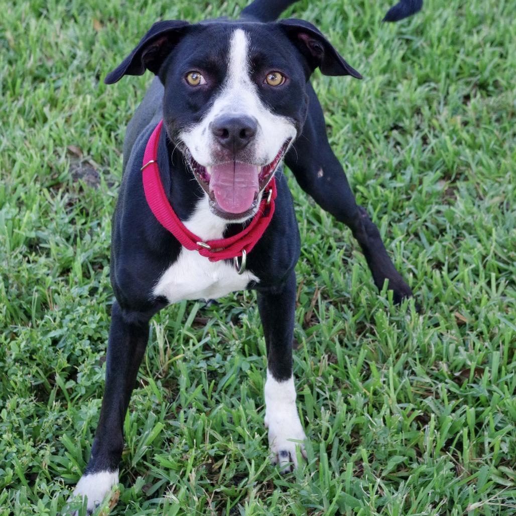 Benny, a Adoptable mixed breed in Miami, FL image 6/6