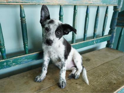 Fleur, Adoptable, Puppy Female Australian Cattle Dog / Blue Heeler & Samoyed.