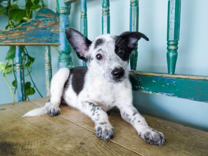 Fleur, a Adoptable mixed breed in San Antonio, TX image 2/3