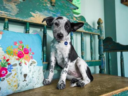Fleur, a Adoptable mixed breed in San Antonio, TX image 3/3