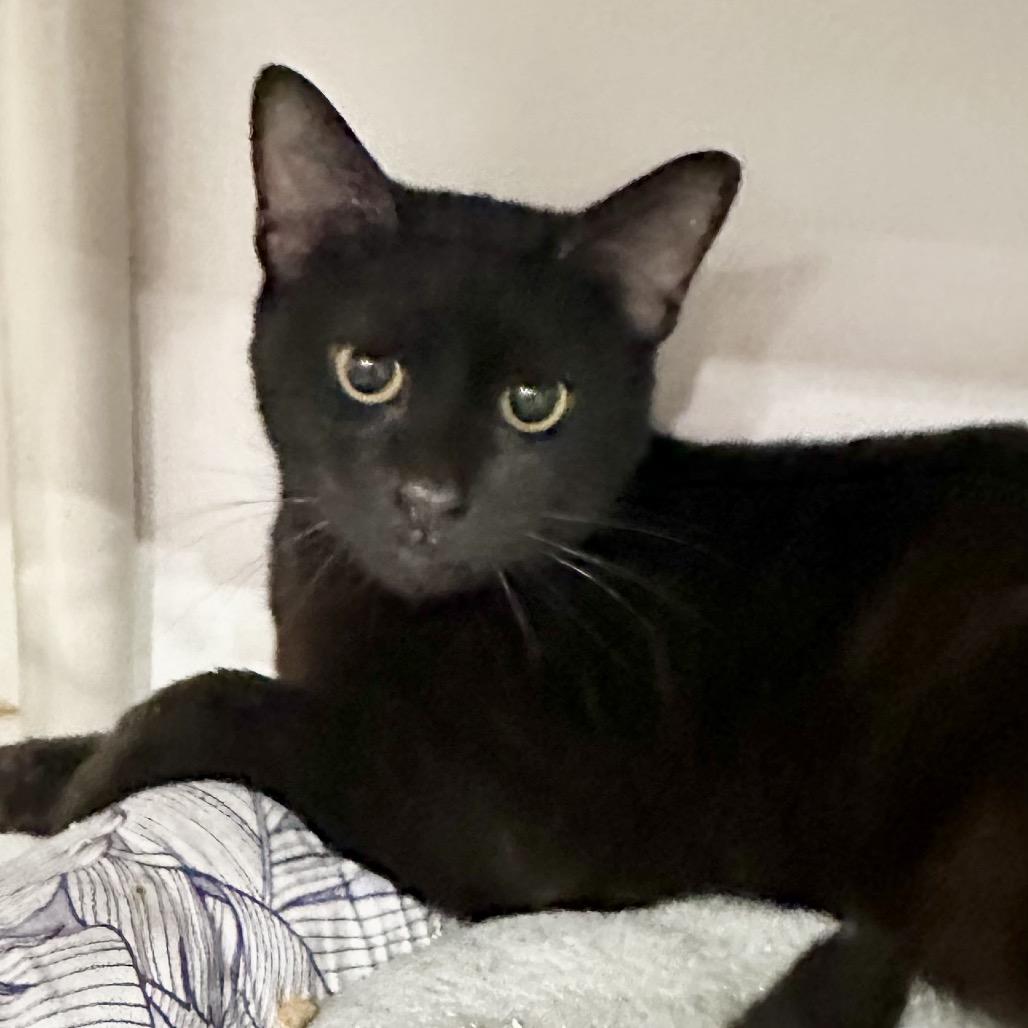 Enlarge Percy*, a Adoptable Domestic Short Hair in San Gabriel, CA image 1/1