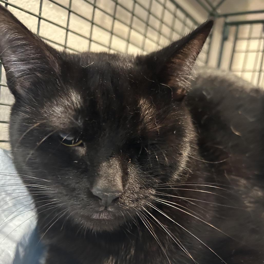 Percy*, Adoptable, Adult Male Domestic Short Hair.