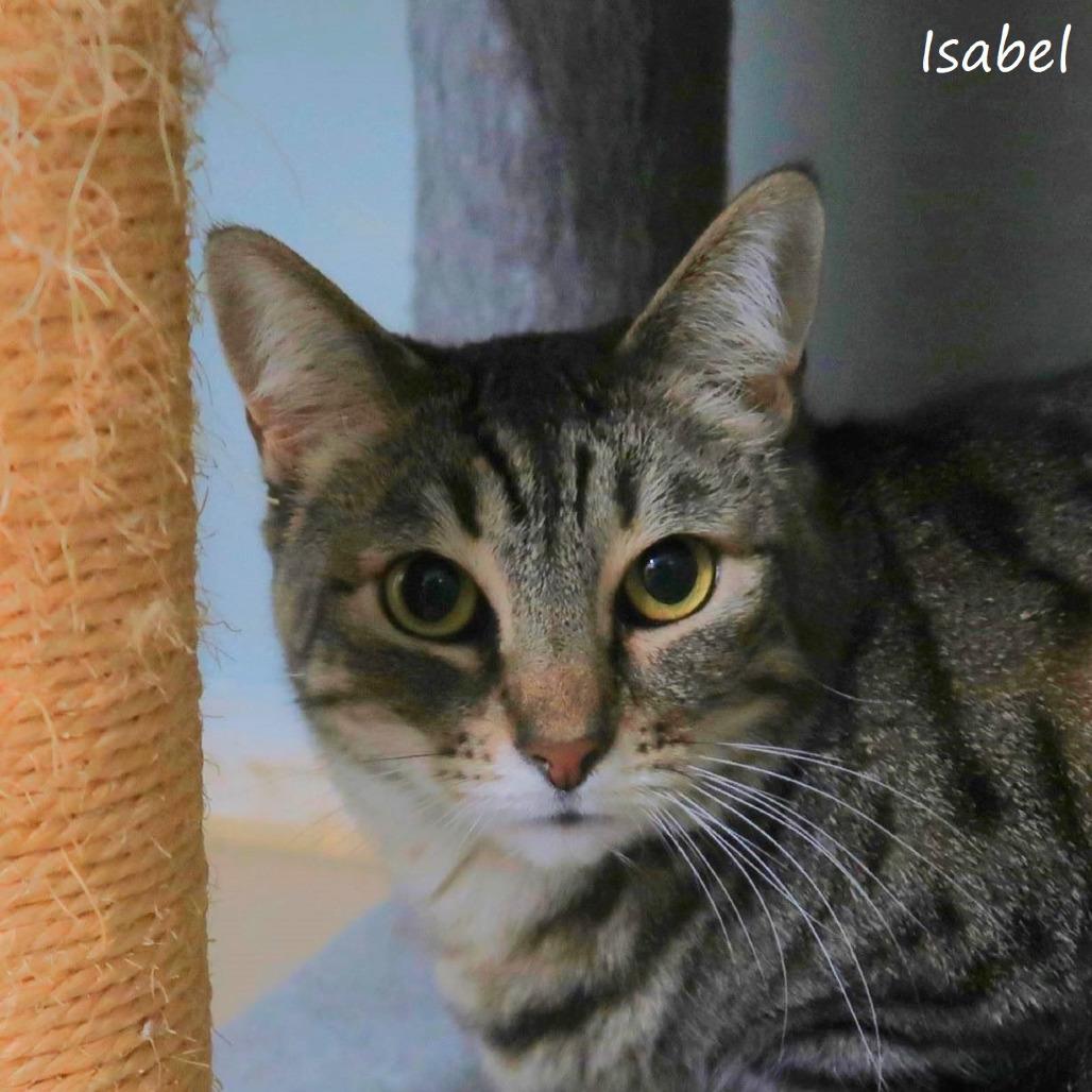Isabel, Adoptable, Senior Female Domestic Short Hair.