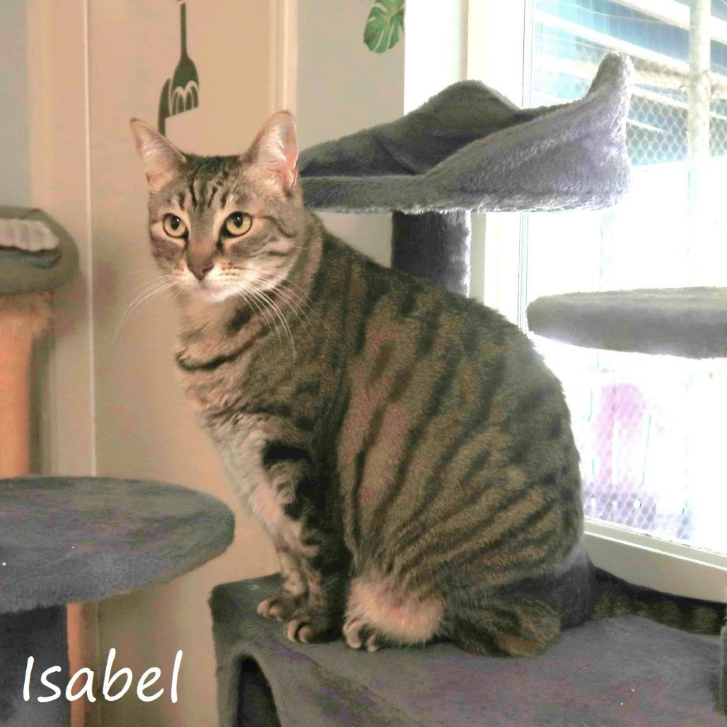 Enlarge Isabel, a Adoptable Domestic Short Hair in Yucaipa, CA image 1/4