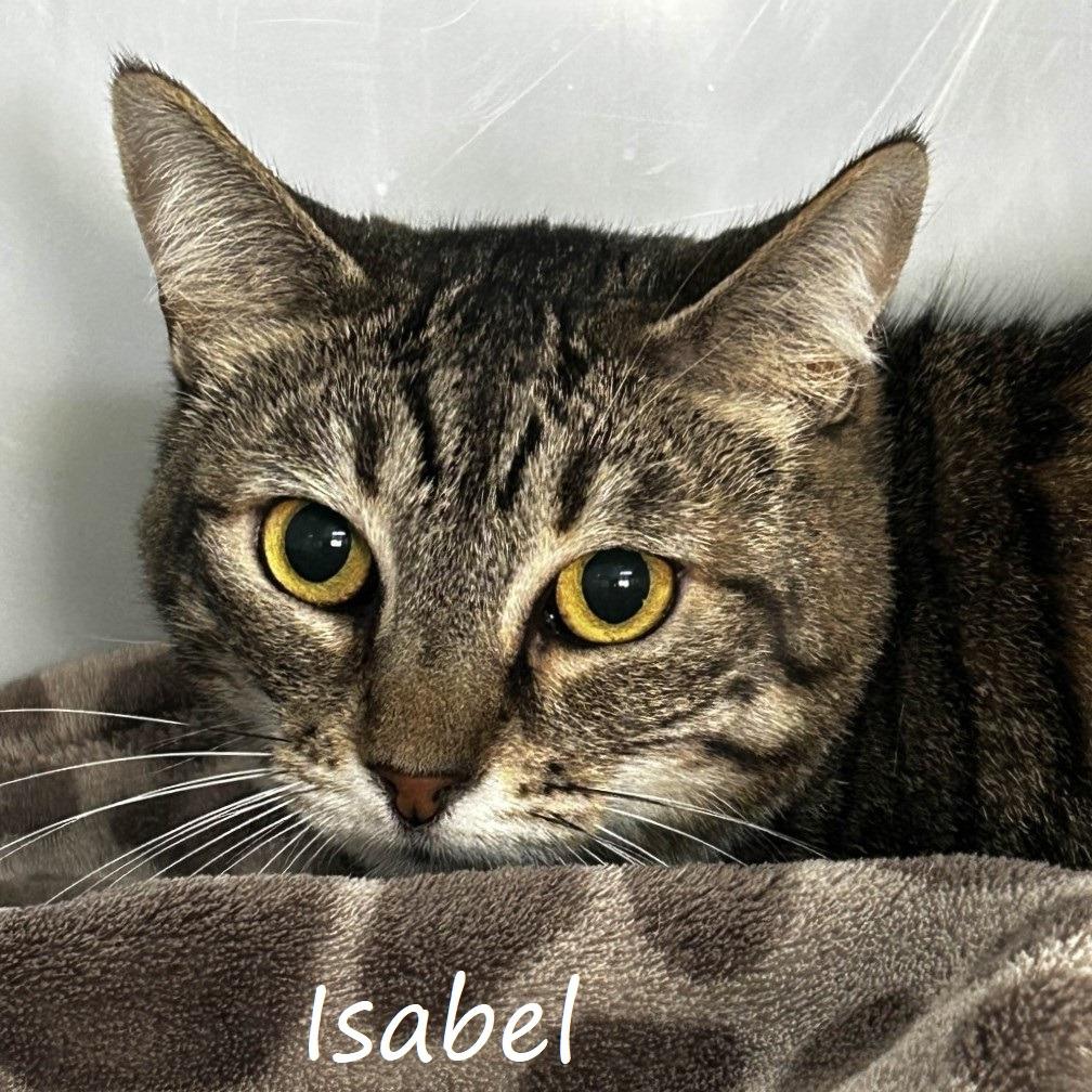 Isabel, a Adoptable Domestic Short Hair in Yucaipa, CA image 2/4
