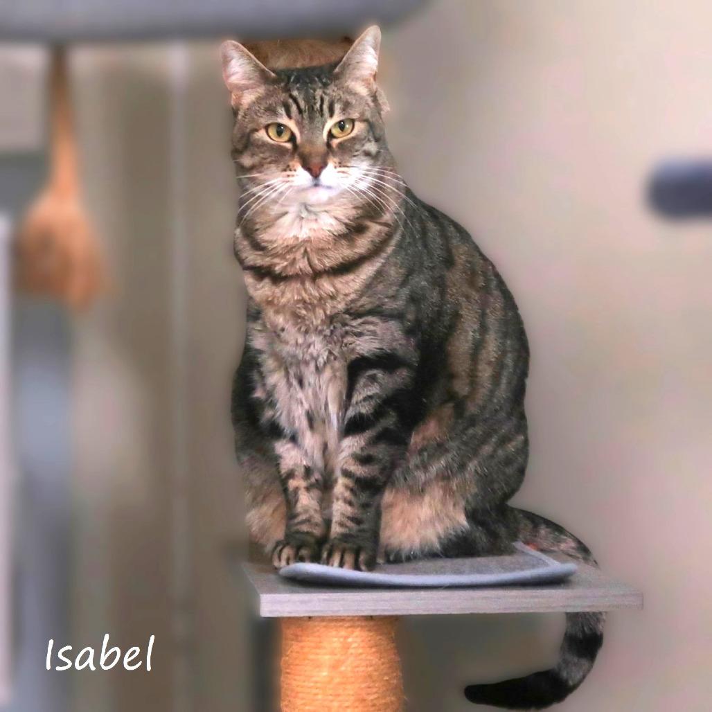 Enlarge Isabel, a Adoptable Domestic Short Hair in Yucaipa, CA image 2/4