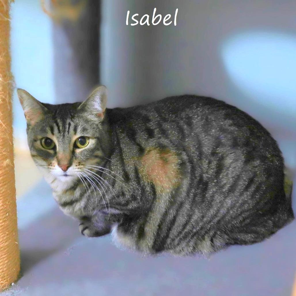 Enlarge Isabel, a Adoptable Domestic Short Hair in Yucaipa, CA image 3/4