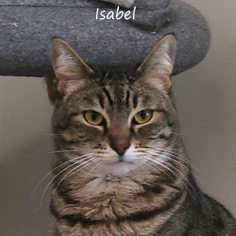 Enlarge Isabel, a Adoptable Domestic Short Hair in Yucaipa, CA image 3/4