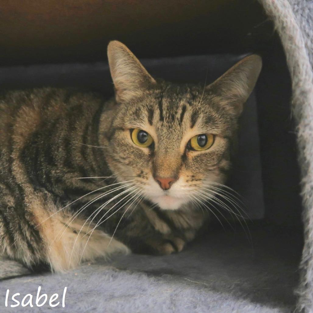 Isabel, a Adoptable Domestic Short Hair in Yucaipa, CA image 3/4
