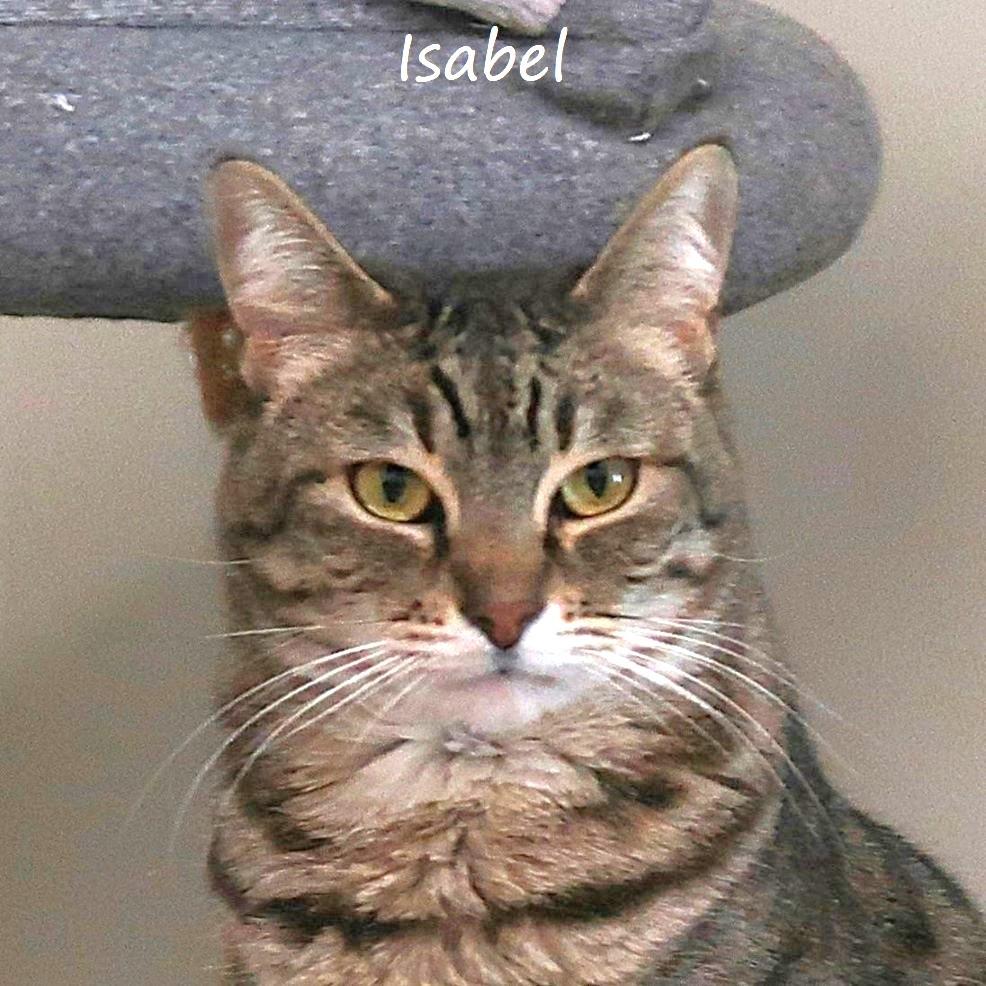 Enlarge Isabel, a Adoptable Domestic Short Hair in Yucaipa, CA image 4/4