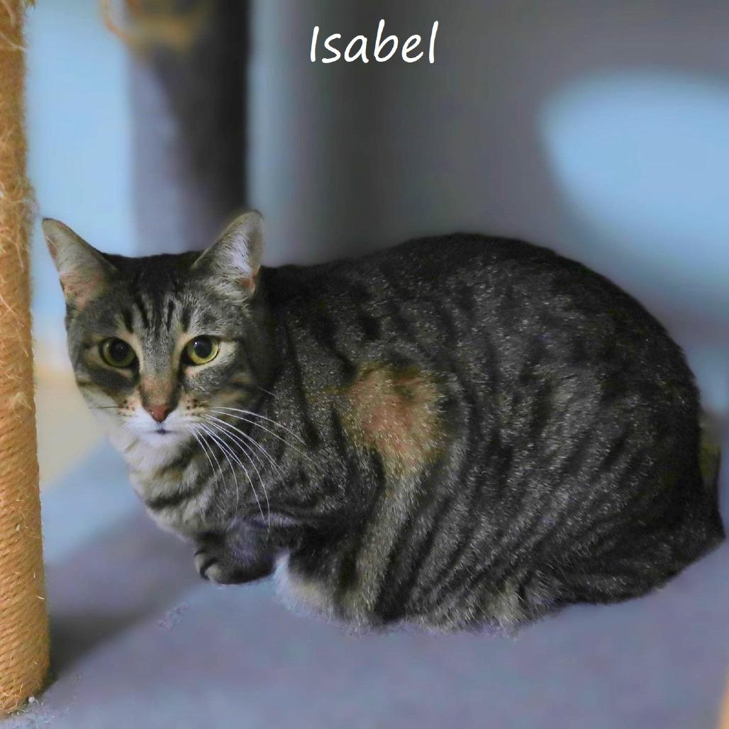 Isabel, a Adoptable Domestic Short Hair in Yucaipa, CA image 4/4