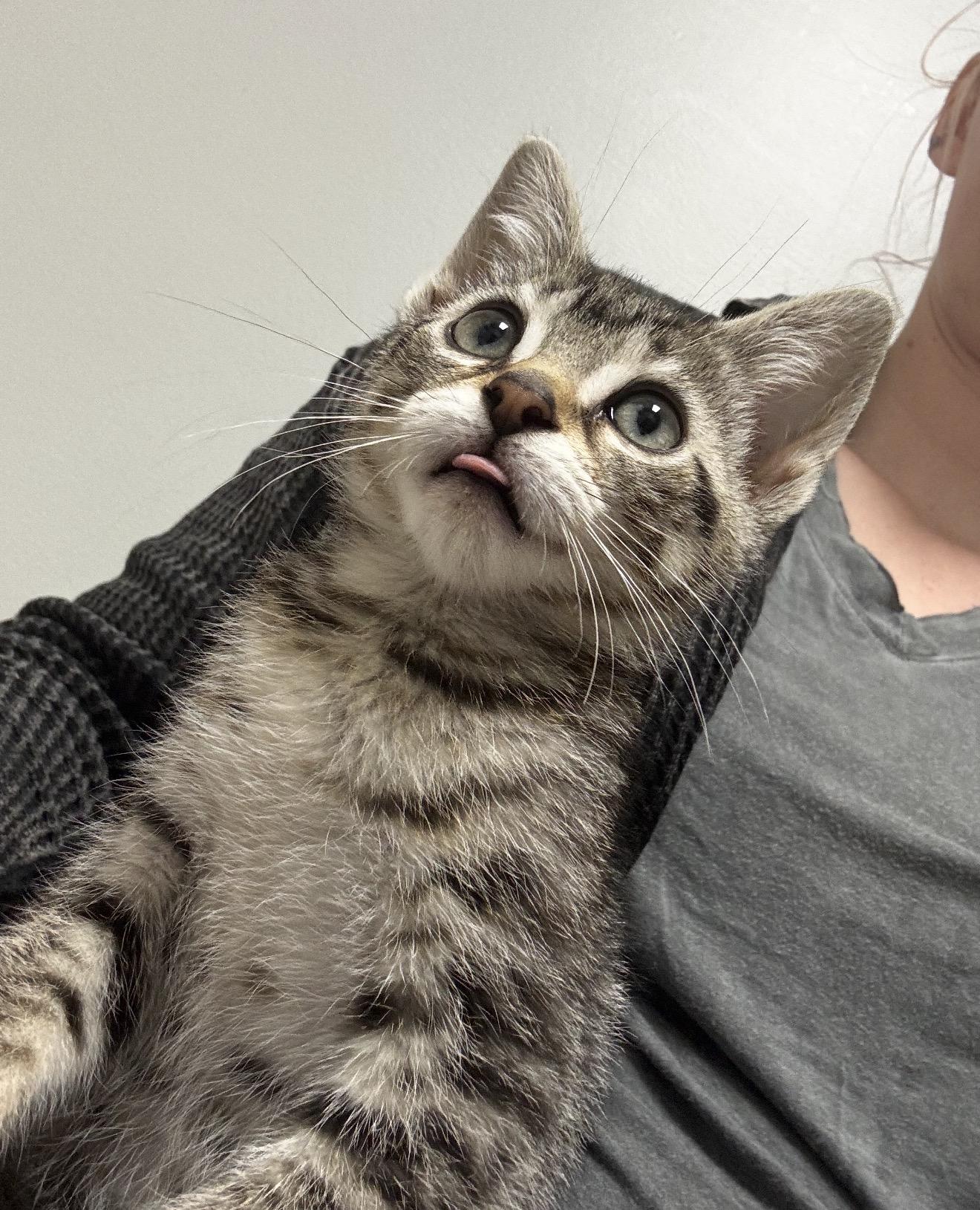 Ostara, a ADOPTABLE Domestic Short Hair in Grand Haven, MI image 2/2