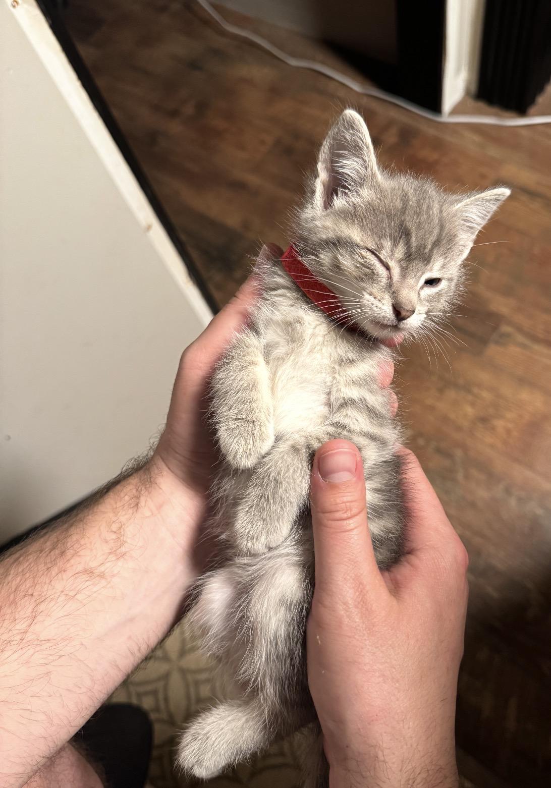 Ostara, a ADOPTABLE Domestic Short Hair in Grand Haven, MI image 2/3