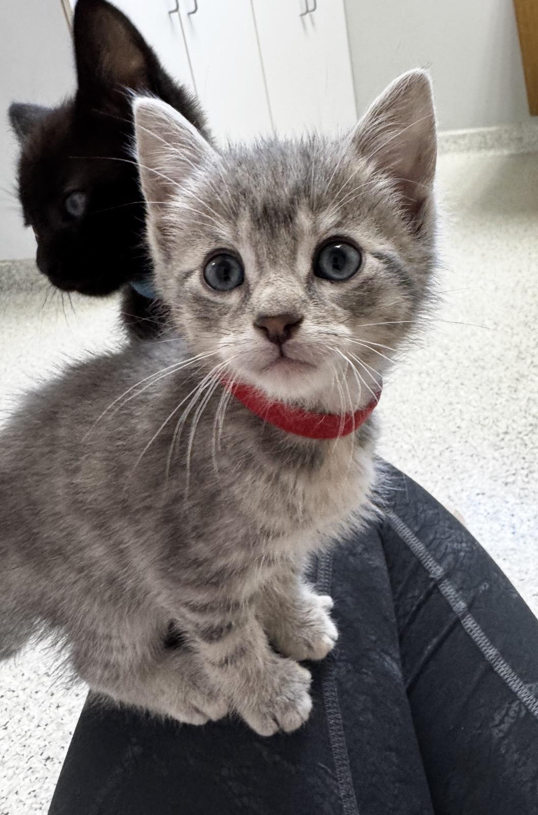 Ostara, a ADOPTABLE Domestic Short Hair in Grand Haven, MI image 1/3