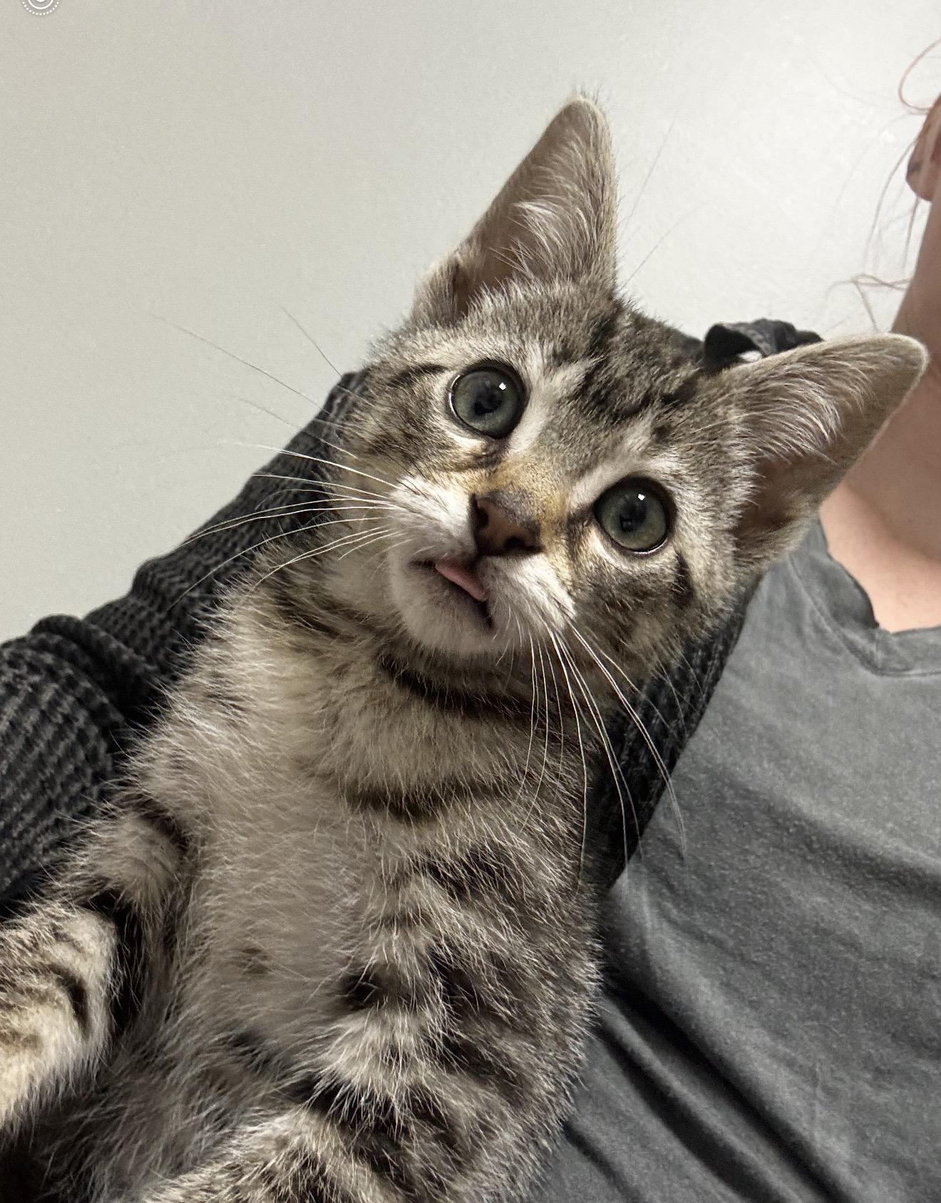 Ostara, a ADOPTABLE Domestic Short Hair in Grand Haven, MI image 1/2