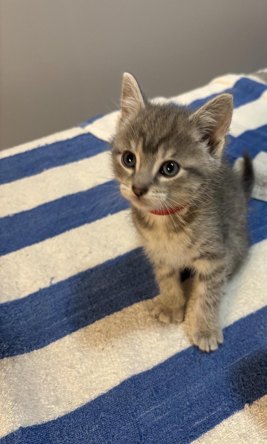Ostara, a ADOPTABLE Domestic Short Hair in Grand Haven, MI image 3/3