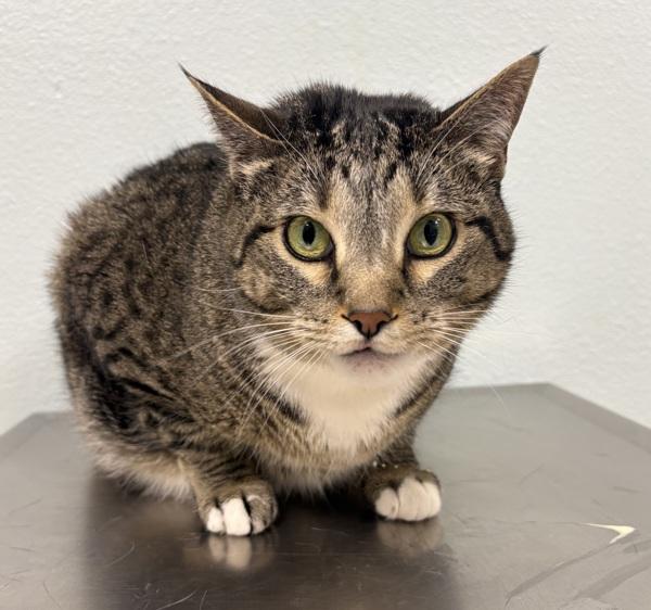 Bella, Adoptable, Adult Female Domestic Short Hair.